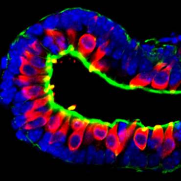 Καινούργιο αυτί από βλαστοκύτταρα!