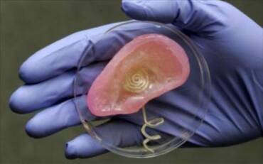 Βιονικό αυτί από ζωντανούς ιστούς ζώων